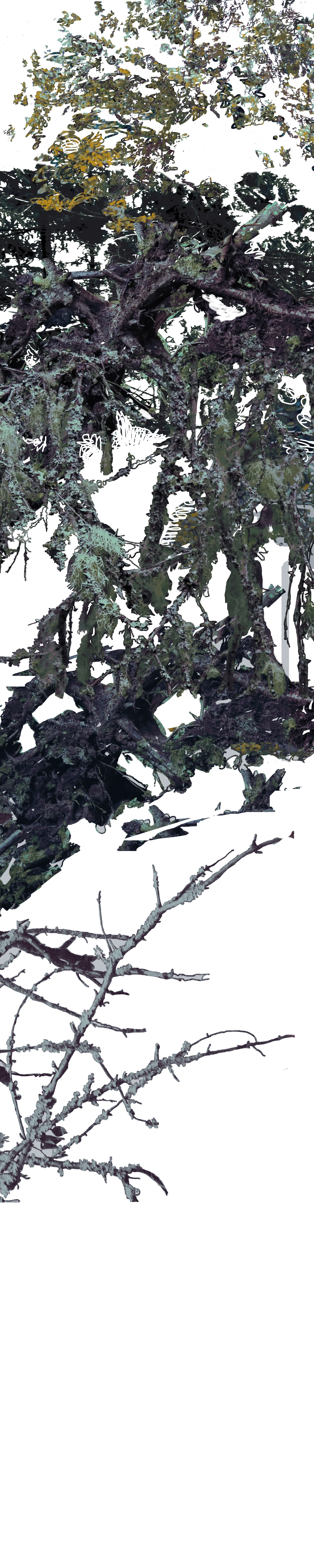 Layer 4